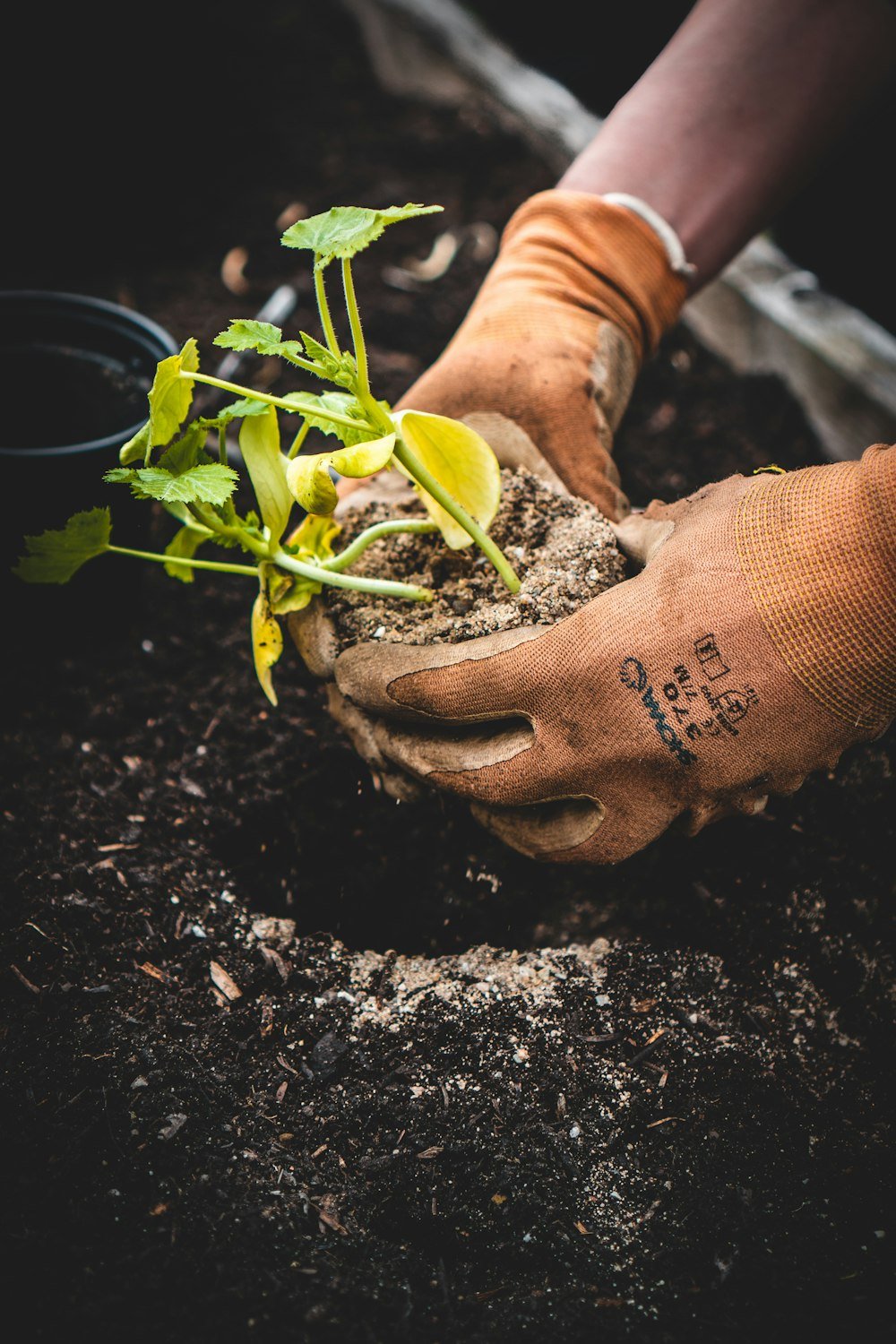 Farmer planting seedling